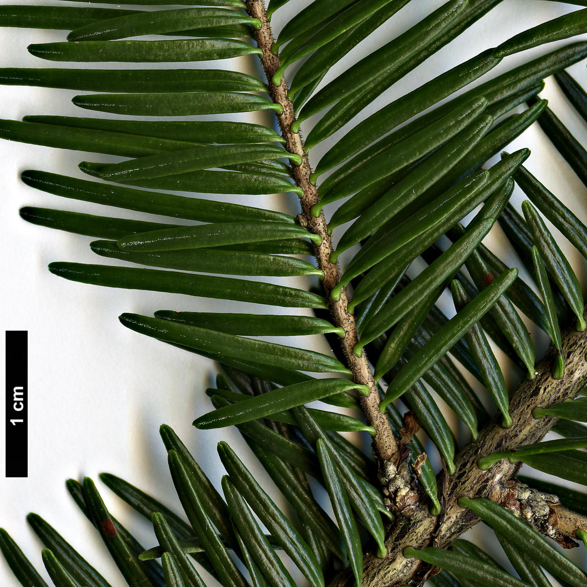 High resolution image: Family: Pinaceae - Genus: Abies - Taxon: balsamea - SpeciesSub: var. phanerolepis
